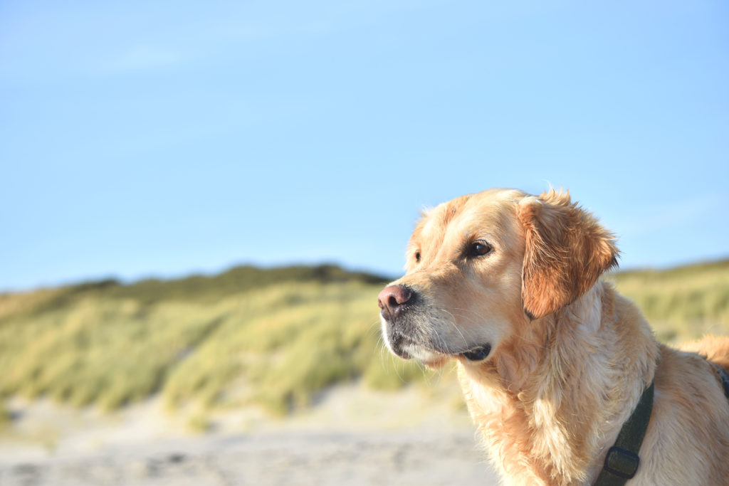 Warm weer & je hond: zomertips
